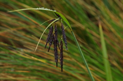 Carex pichinchensis