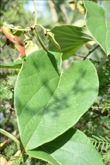 Stigmaphyllon bonariense