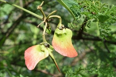 Stigmaphyllon bonariense