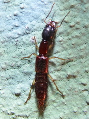 Homaeotarsus