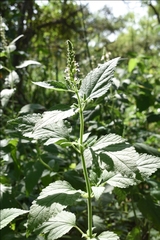 Teucrium vesicarium