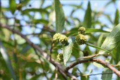 Cephalanthus glabratus