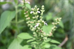 Teucrium vesicarium