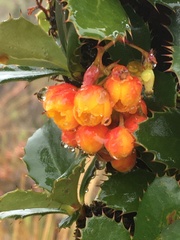 Berberis goudotii