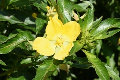 Ludwigia elegans