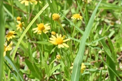 Acmella decumbens