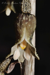 Gastrodia molloyi