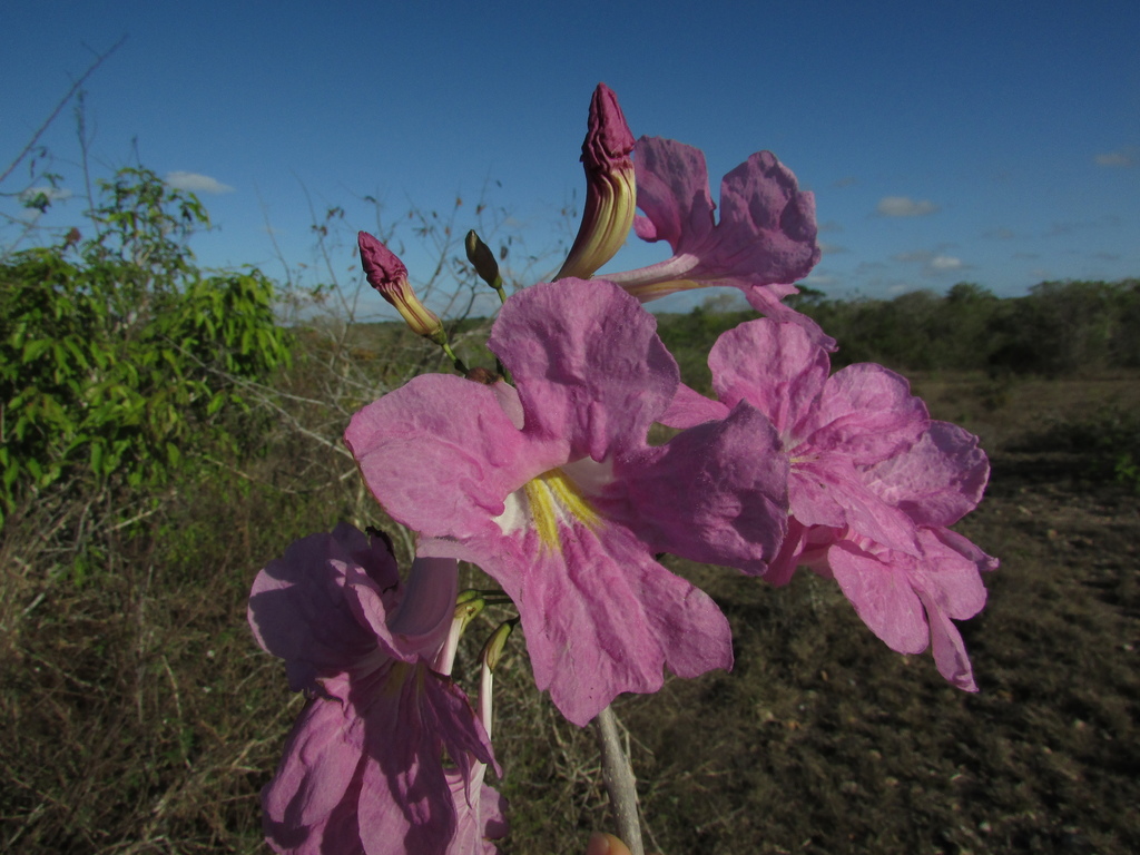Tabebuia roseoalba (White Trumpet Tree)
