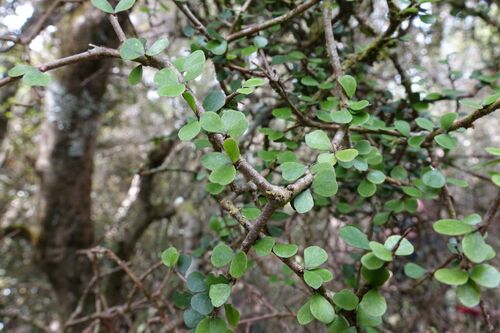 Heart-leaved Kohuhu (Pittosporum obcordatum)