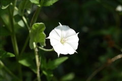 Convolvulus hermanniae