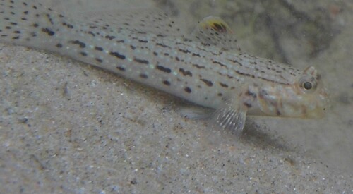 Istigobius ornatus