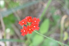 Glandularia peruviana