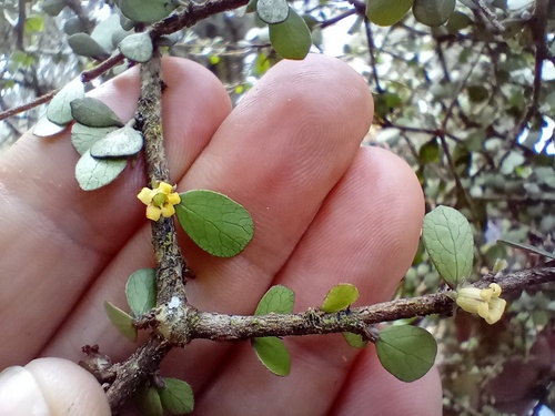 Pittosporum obcordatum, photograph 4