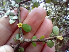 (c) John Barkla, some rights reserved (CC BY) Pittosporum obcordatum, photograph (c) John Barkla, some rights reserved (CC BY)