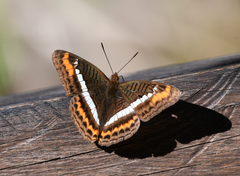 Adelpha corcyra corcyra