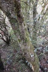 (c) John Barkla, some rights reserved (CC BY) Pittosporum obcordatum, photograph (c) John Barkla, some rights reserved (CC BY)