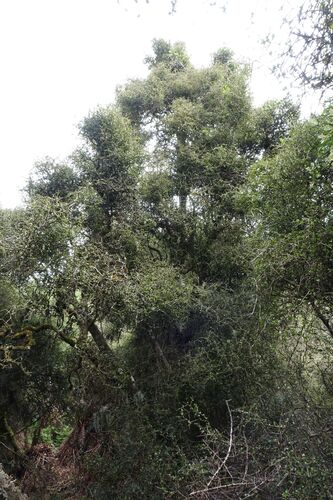 Pittosporum obcordatum, photograph 5