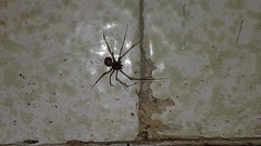 Araneae