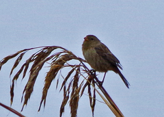Plain-Colored Seedeater photo 5