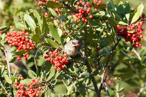 Cedar Waxwing photographed in California