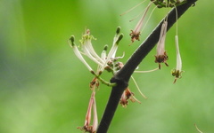 Dendrophthoe ligulatus