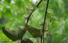 Dendrophthoe ligulatus