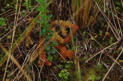 Phlegmariurus crassus