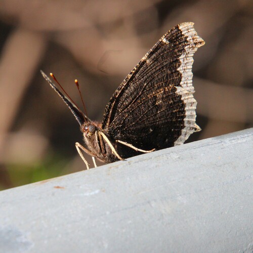 iNaturalist observation photo of Mourning Cloak