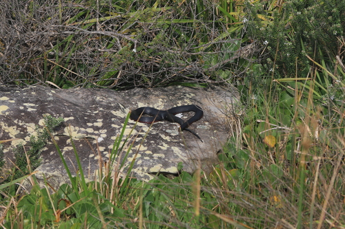 Red-bellied Black Snake sighting