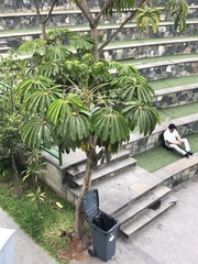 Heptapleurum actinophyllum