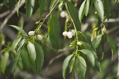 Vallesia glabra