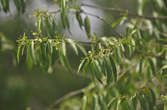 Vallesia glabra