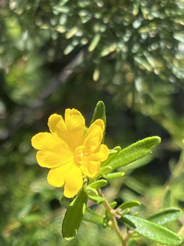 Yellow Buttercups (Hibbertia hypericoides)