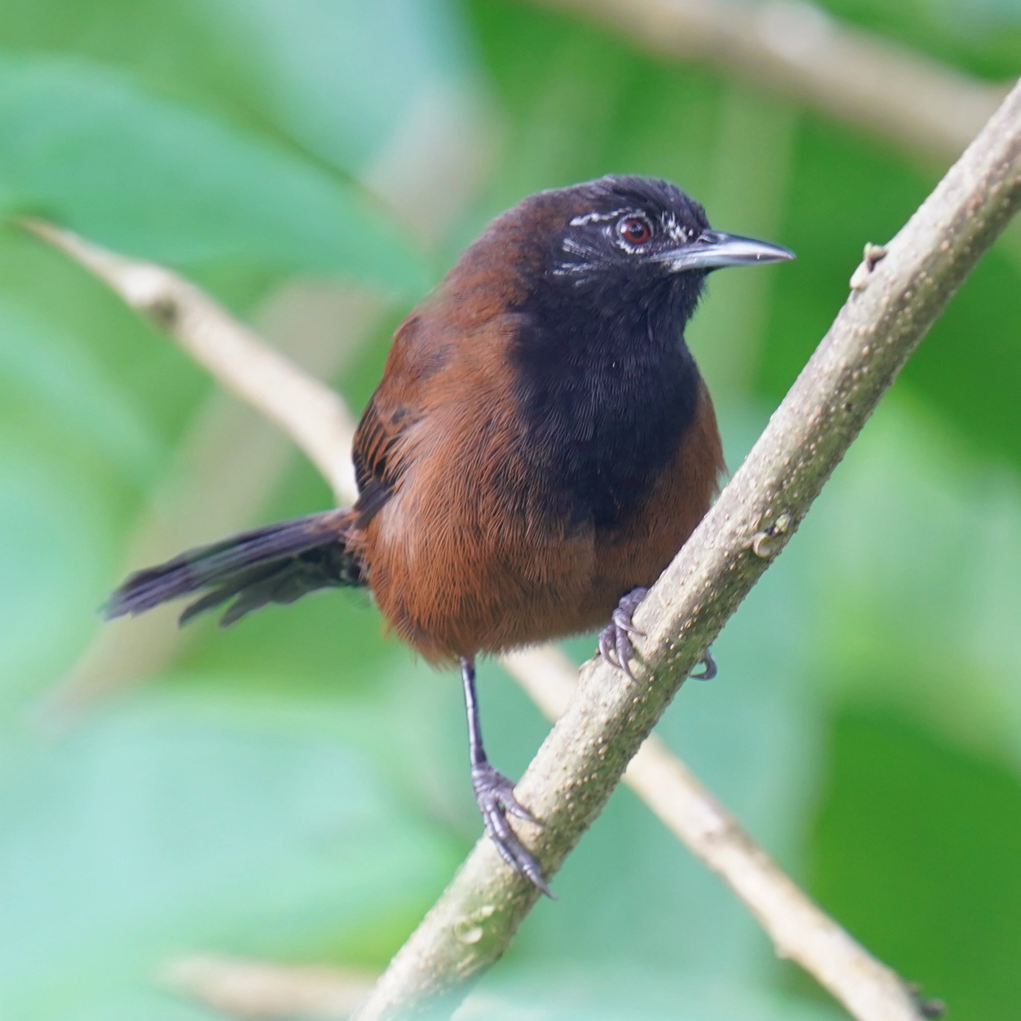 Black-throated Wren (Pheugopedius atrogularis), photo 8