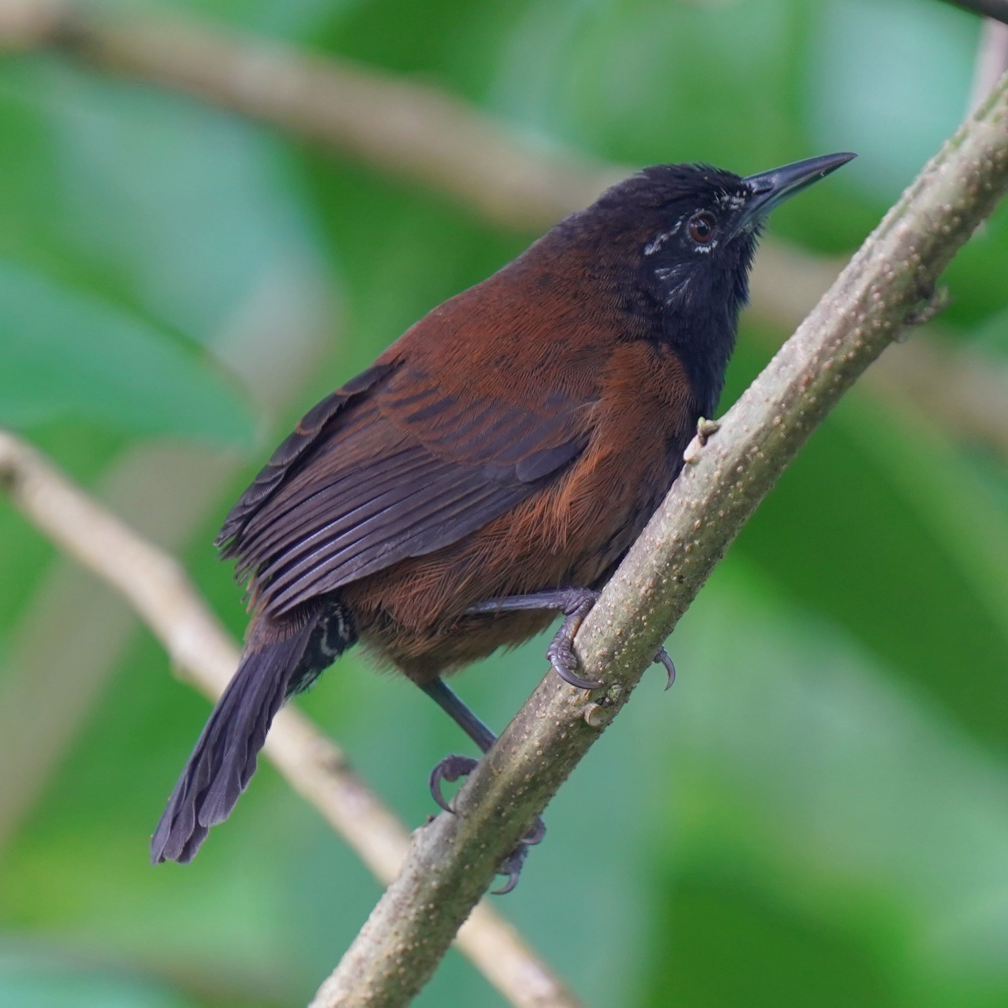 Black-throated Wren (Pheugopedius atrogularis), photo 9