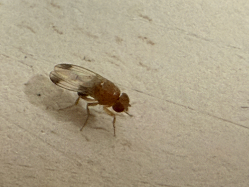 Unknown species found near N Lawrence St, Tacoma, WA, US