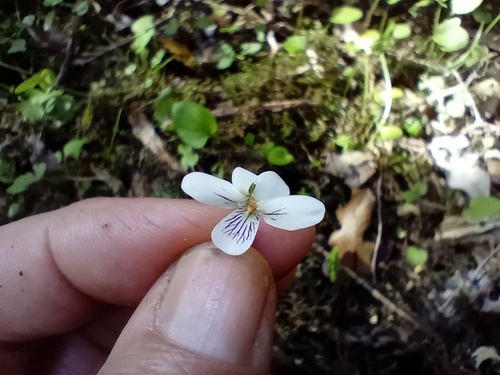 Viola lyallii observed 2025-12-10