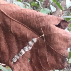 Mecynogea lemniscata image