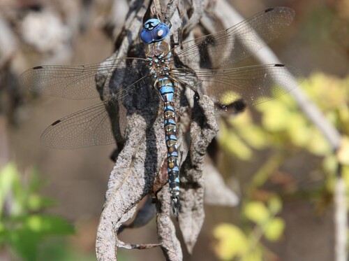 iNaturalist observation photo of Blue-eyed Darner