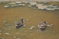 Anas bahamensis galapagensis