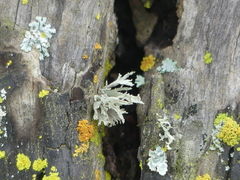 Ramalina puberulenta