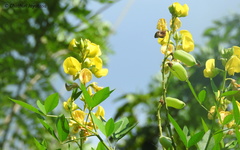 Crotalaria micans