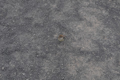 Myiarchus magnirostris