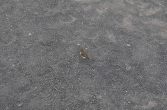 Myiarchus magnirostris