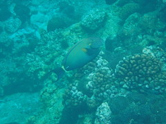 Acanthurus maculiceps