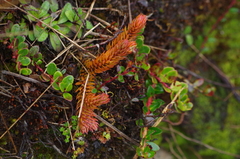 Phlegmariurus crassus