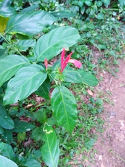 Justicia brasiliana