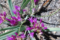 Allium falcifolium