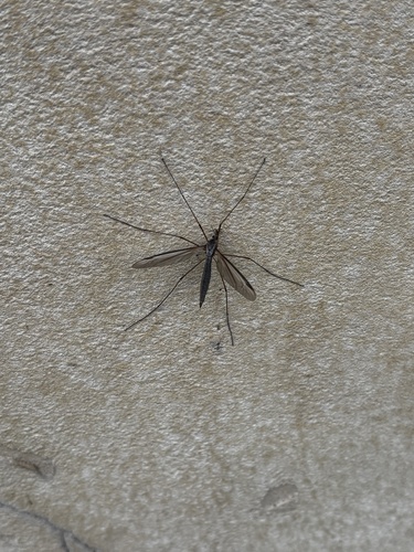 Unknown species found near Channing Way, Idaho Falls, ID, US