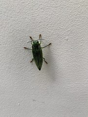 Chrysodema simplex